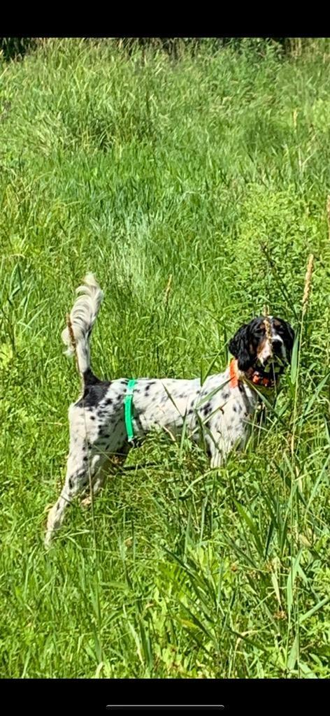 BIG RUNNING SETTER English Setter