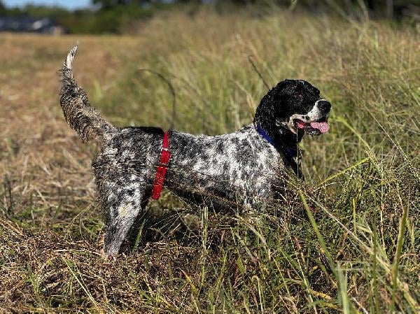 ENGLISH SETTER, A MACHINE IN THE FIELD! English Setter