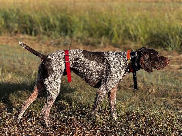 TONS OF DRIVE AND BIRD XP German Shorthaired Pointer