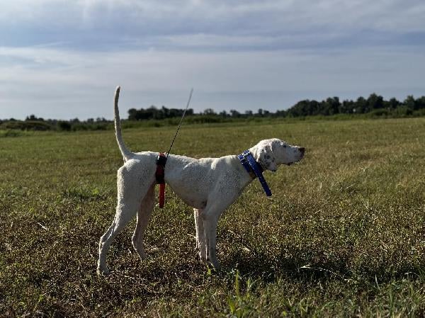 GREAT INSIDE DOG, GREAT WILD BIRD DOG, STEADY English Pointer