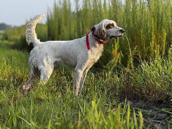 STYLISH PRESERVE DOG English Setter