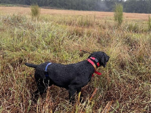 PRESERVE DOG WITH WILD BIRD EXP German Shorthaired Pointer