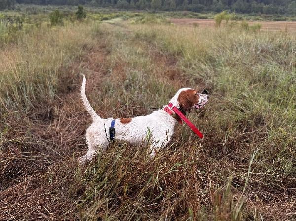 HARD DRIVING, CLOSE WORKING SETTER English Setter