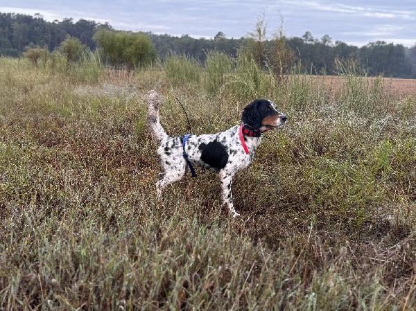 BIG RUNNING SETTER, STEADY THROUGH TO SHOT English Setter