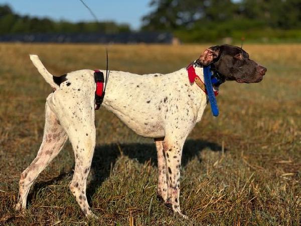VERSATILE HANDLING, RANGES OR HUNTS CLOSE German Shorthaired Pointer