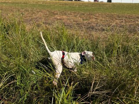 STYLISH POINTER, STEADY TO WING AND SHOT English Pointer