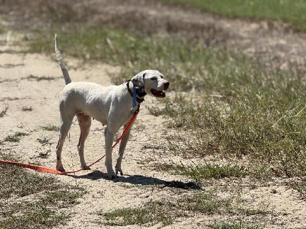 FLASHY, MEDIUM RANGE POINTER English Pointer
