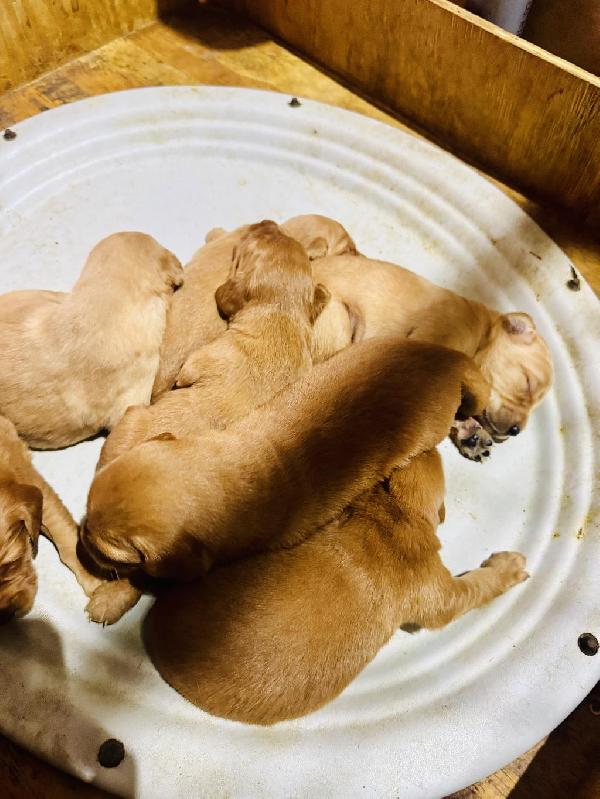 GOLDENS - SWAMP COLLIE X TURBO BLOODLINES Golden Retriever