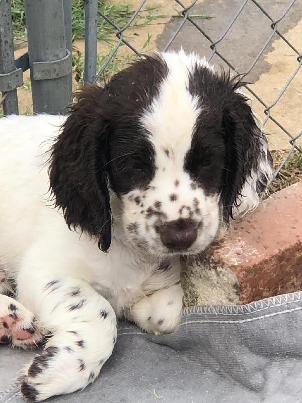 FIELD BRED LIVER ROAN PUPS AVAILABLE English Cocker Spaniel
