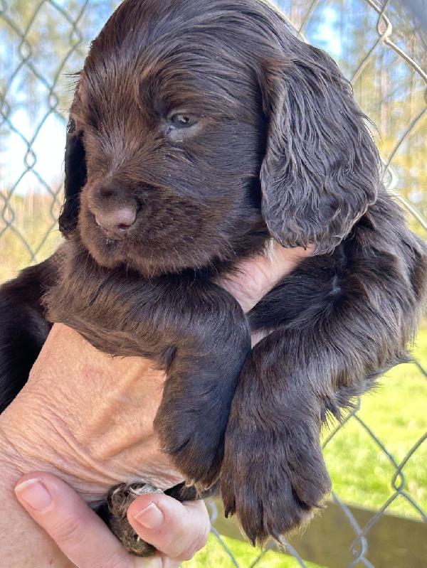 COCKER PUPS WITH GREAT GENETICS English Cocker Spaniel
