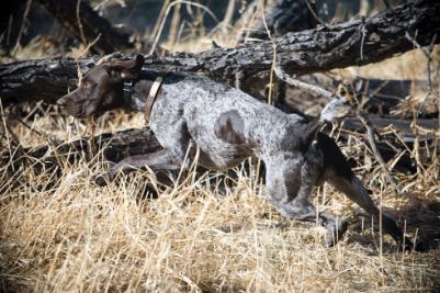 GERMAN SHORTHAIRED POINTER STUD SERVICE German Shorthaired Pointer