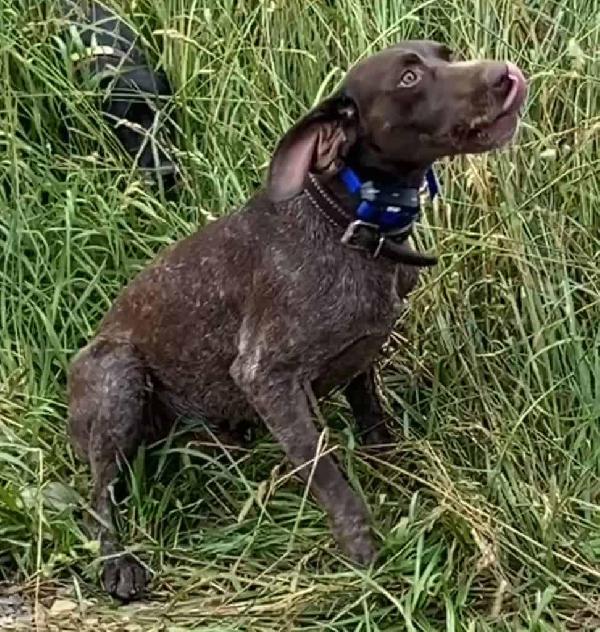 GERMAN SHORTHAIRED POINTER STUD FOR GIRE German Shorthaired Pointer