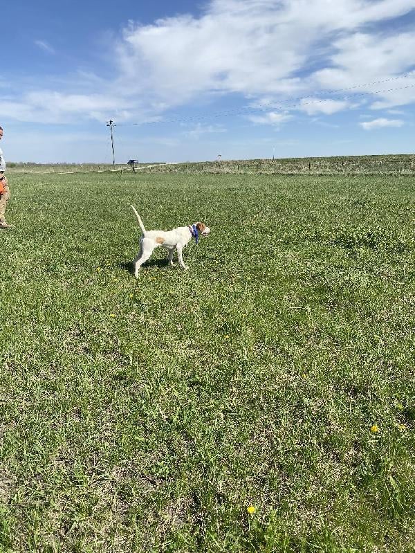 STARTED ENGLISH POINTER FEMALE English Pointer