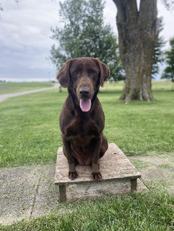 STARTED CHOCOLATE FEMALE Labrador Retriever