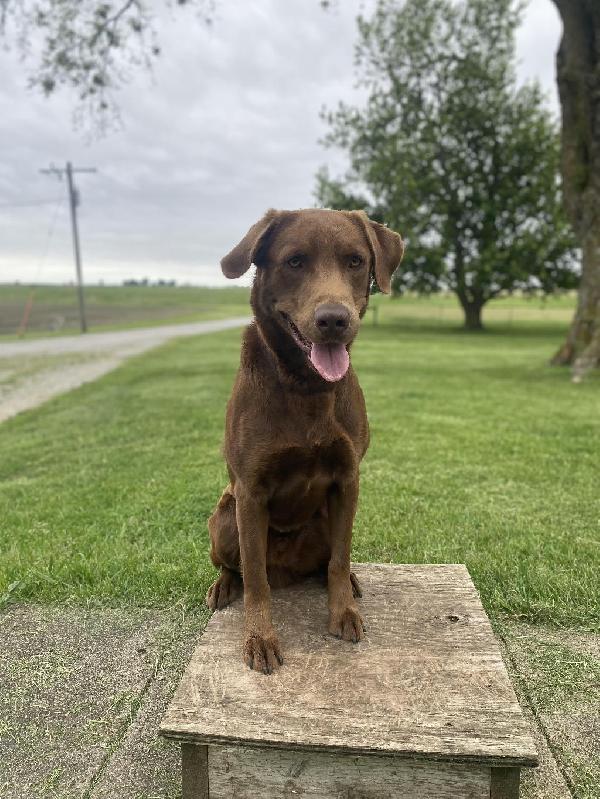 FINISHED CHOCOLATE MALE Labrador Retriever
