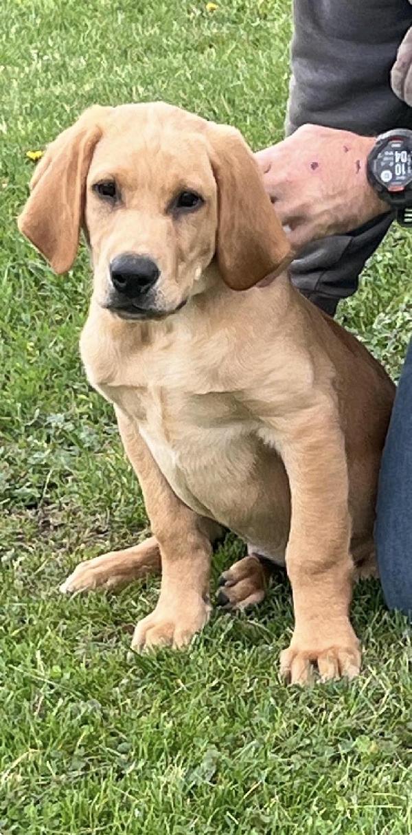 FOX RED MALE Labrador Retriever