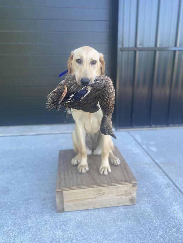 STARTED YELLOW FEMALE Labrador Retriever