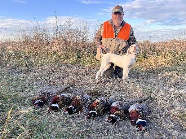 STARTED WILD BIRD DOG - JUST TURNED 1YR English Pointer