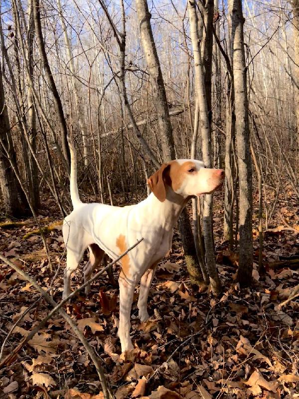 WILD BIRD NCH LITTER - TRUE CONFIDENCE English Pointer