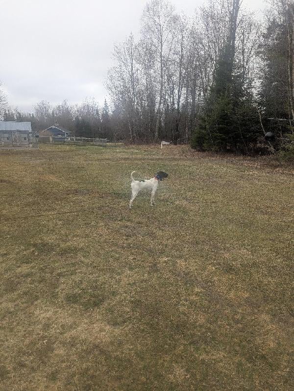 ELHEW PUPS English Pointer