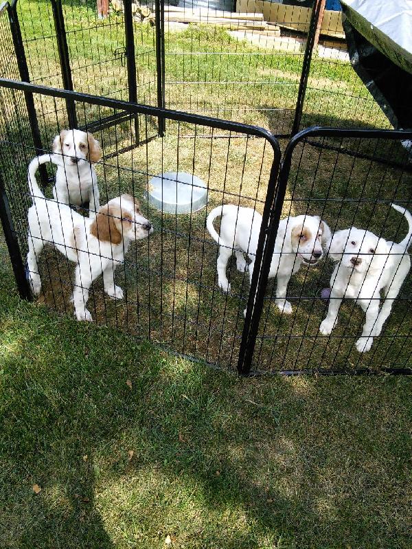 SETTER PUPS English Setter