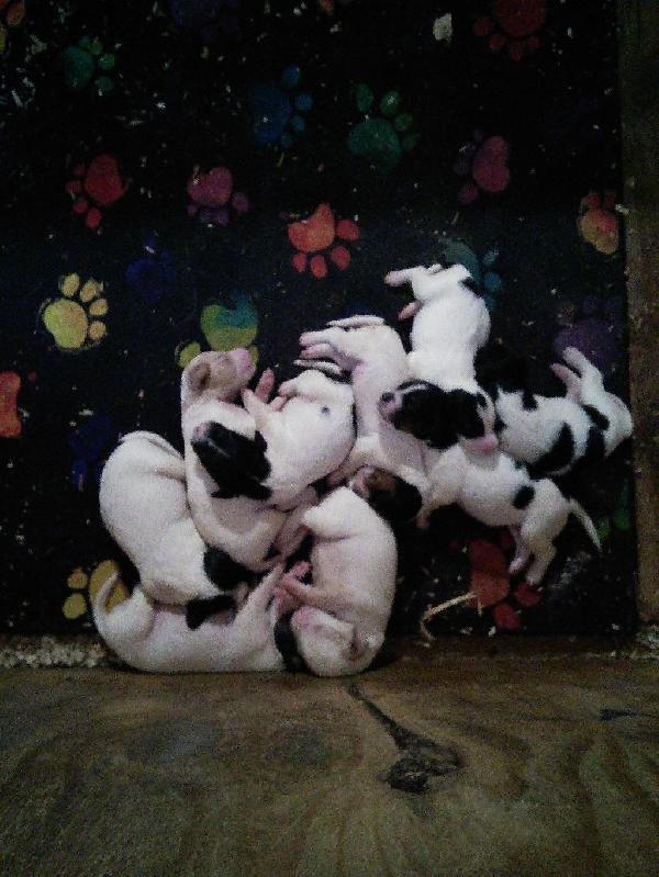ENGLISH SETTER PUPS English Setter