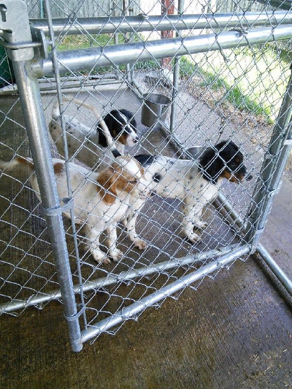 ENGLISH SETTER MALE PUPS English Setter
