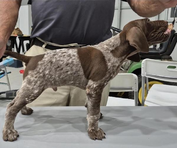 GERMAN SHORT HAIR PUPPIES German Shorthaired Pointer