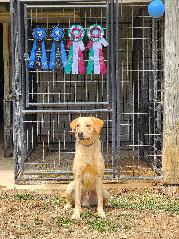 STARTED YELLOW MALE Labrador Retriever