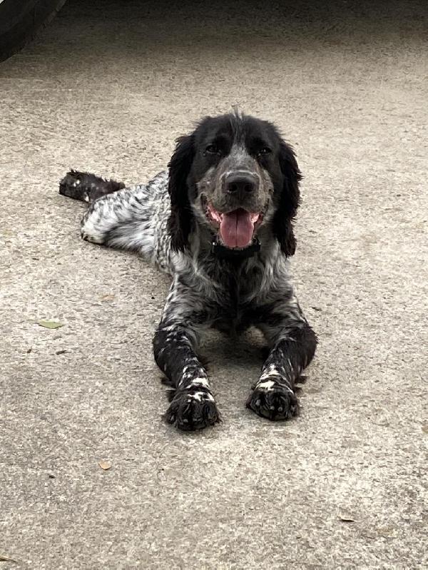 FIELD BRED ENGLISH COCKER PUPPIES English Cocker Spaniel