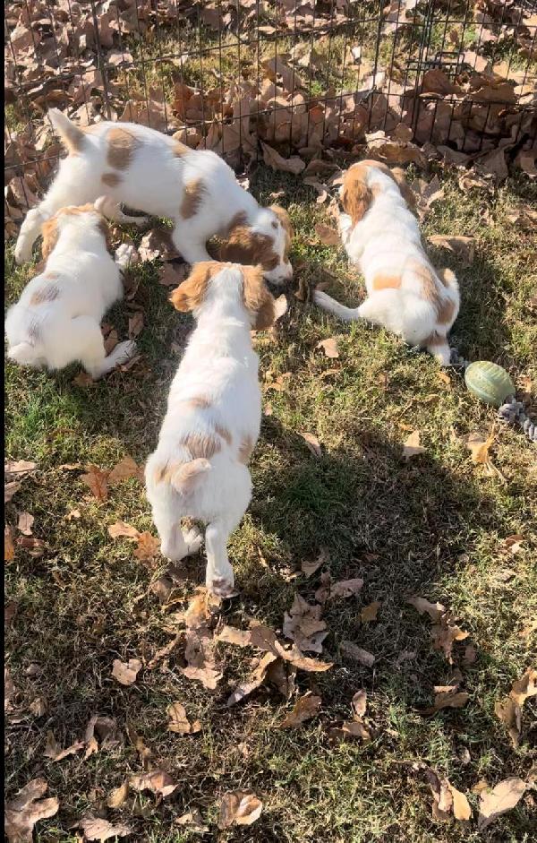 BRITTANY PUPS LITTER #160 American Brittany