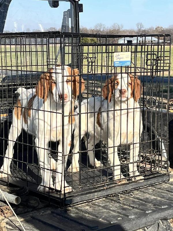 BRITTANY PUPS American Brittany