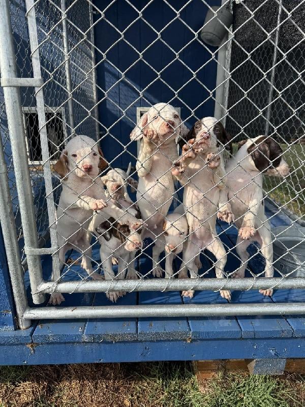 PUPPIES English Pointer