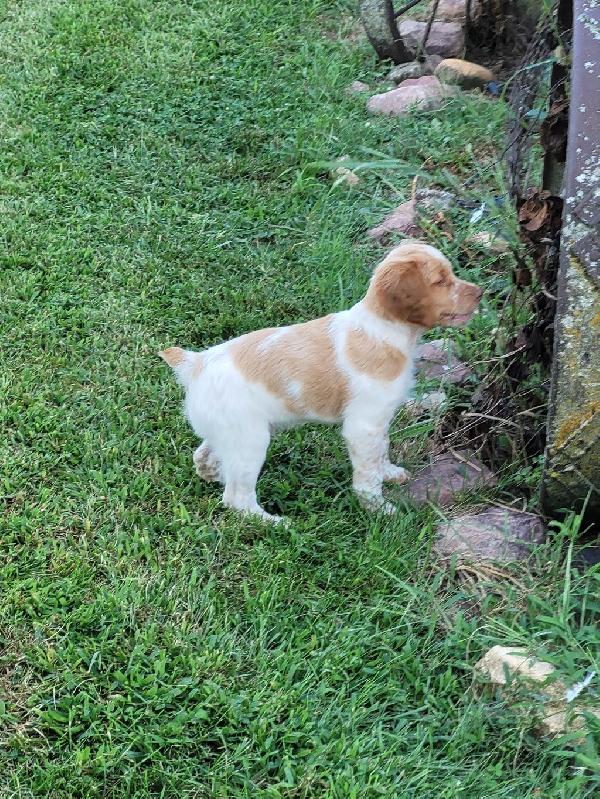 BRITTANY PUPS American Brittany