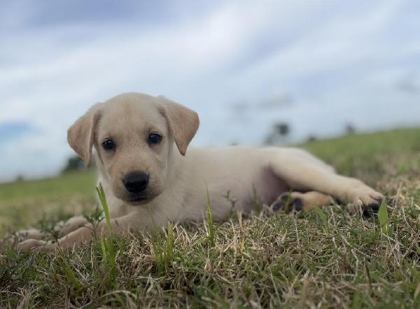 REGISTERED YELLOW LAB PUPPIES Labrador Retriever