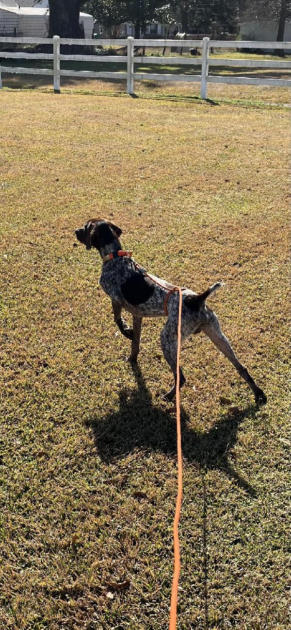 GSP MALE German Shorthaired Pointer