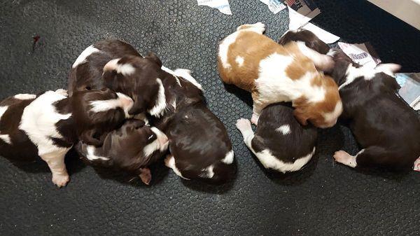 UPCOMING BRITTANY LITTER American Brittany