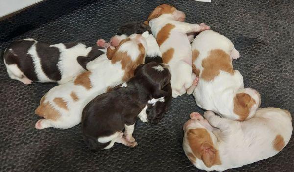 UPCOMING BRITTANY LITTER American Brittany