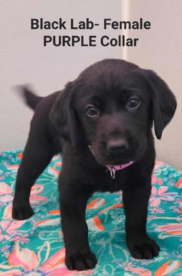 AKC LABRADOR RETRIEVERS Labrador Retriever