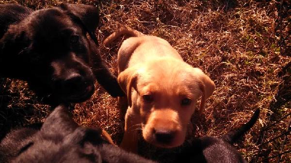 LAB PUPS. PROVEN CHAMPION BLOODLINES. British Labrador Retriever