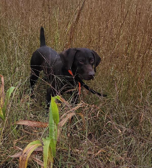 TRAINED GSP German Shorthaired Pointer