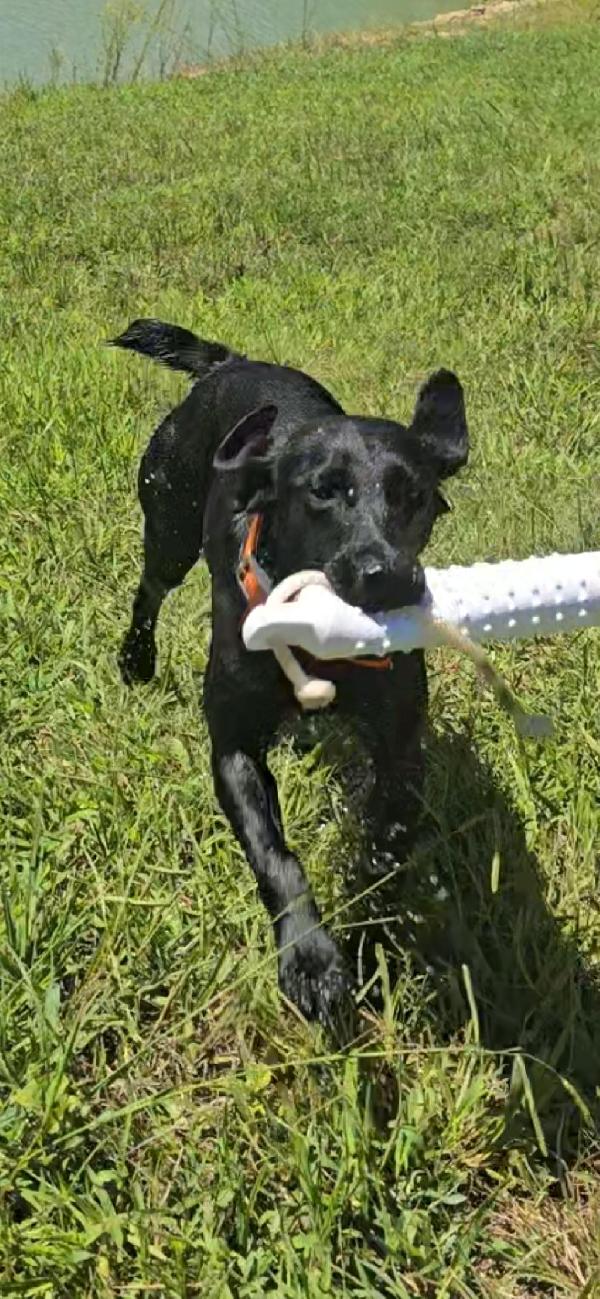GSP X LAB CROSSBREED German Shorthaired Pointer