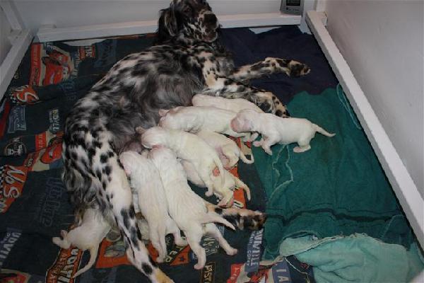 VERY NICE LITTER BORN SEPT. 2012 English Setter