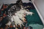 English Setter Pups On The Way!!!!