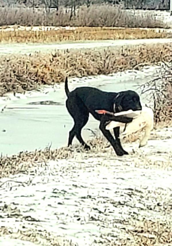 SEASONED Labrador Retriever