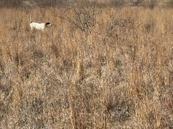 BROKE FEMALE ENGLISH POINTER English Pointer
