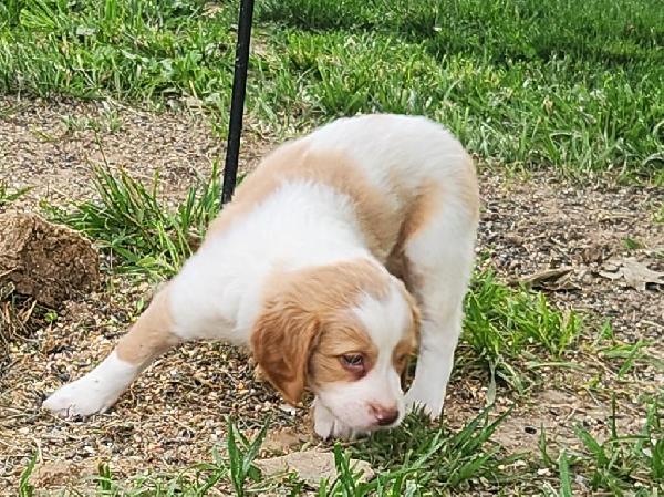 AKC BRITTANY PUPPIES! American Brittany