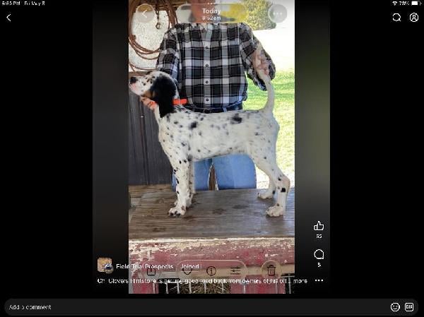 FOR SALE English Setter