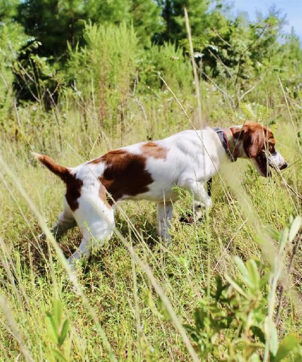 PREMIUM BRITTANY LITTER American Brittany