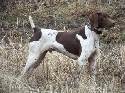 Beautiful finished GSP male